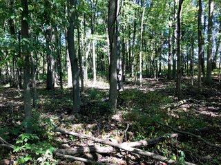 Property photo 20 - FARM AUCTION - 40+/- ACRES IN 3 TRACTS IN ST. JOSEPH CO., INDIANA
